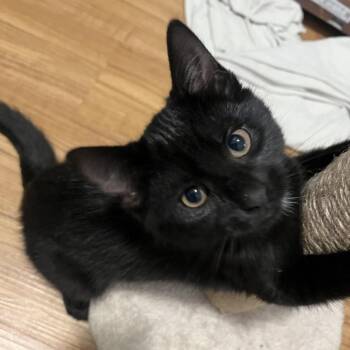 Mac -  Domestic Short Hair Cat for Adoption - Mac | PetCurious