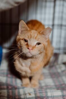 Domestic Short Hair Cats Available for Adoption in Le Mars, Iowa - Norman | PetCurious