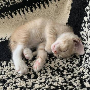 Dewey -  Domestic Short Hair Cat for Adoption in Spokane, Washington - Dewey | PetCurious