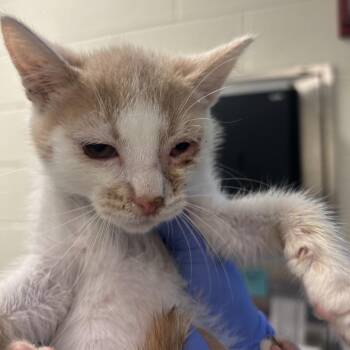 Sticker -  Domestic Short Hair Cat for Adoption in Charlottesville, Virginia - Sticker | PetCurious