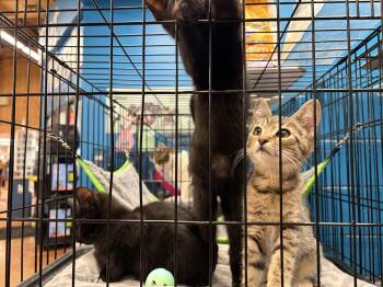 Domestic Short Hair Cats Available for Adoption in Louisville, Kentucky - Buffy, Millie, Frankie, Timmy | PetCurious