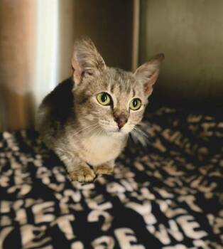 A661823 -  Domestic Short Hair Cat for Adoption in Houston, Texas - A661823 | PetCurious