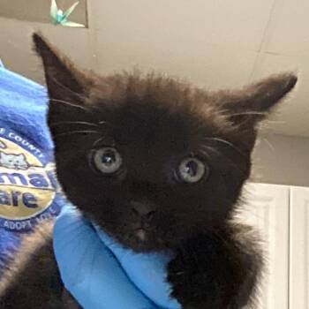 Domestic Short Hair Cats Available for Adoption in Greenville, South Carolina - Aspen | PetCurious