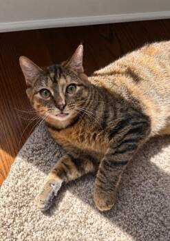 POPPY -  Devon Rex and Domestic Short Hair Cat for Adoption in Kenosha, Wisconsin - POPPY | PetCurious