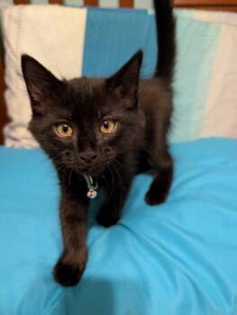 Cade -  Domestic Long Hair Cat for Adoption in Oviedo, Florida - Cade | PetCurious
