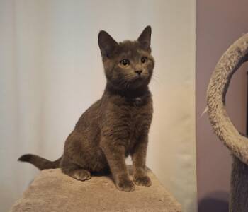 Rescue Domestic Short Hair Cats for Adoption in Sainte-angèle-de-monnoir, Quebec - Dixie (FA/FF) | PetCurious