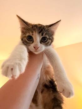 Domestic Short Hair Cats Available for Adoption in Holbrook, New York - HAIL | PetCurious