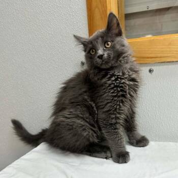 Pebbles -  Domestic Medium Hair Cat for Adoption in Candler, North Carolina - Pebbles | PetCurious