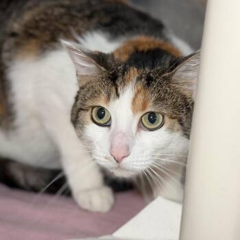 Lucy *Avail by Appointment* -  Domestic Short Hair Cat for Adoption in Kennebunk, Maine - Lucy *Avail By Appointment* | PetCurious