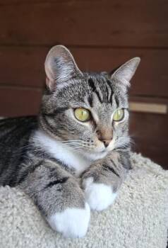 Zippy & Zale -  Domestic Short Hair Cat Available for Adoption in Courtenay, British Columbia - Zippy & Zale | PetCurious