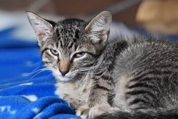 LUIGI -  Domestic Short Hair Cat Available for Adoption in Fort Lauderdale, Florida - LUIGI | PetCurious