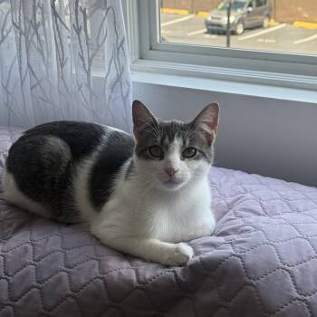 Chai -  Domestic Short Hair Cat for Adoption in Berkeley Heights, New Jersey - Chai | PetCurious