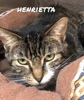 Rescue Domestic Short Hair Cats for Adoption in Lima, Ohio - Henrietta | PetCurious