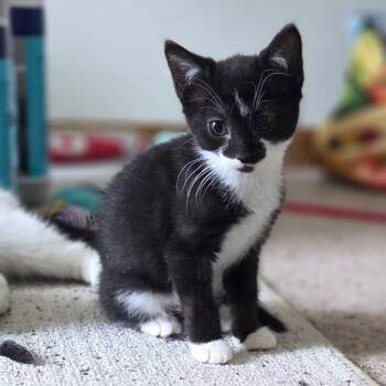 Skar -  Tuxedo Cat for Adoption - Skar | PetCurious