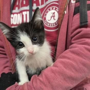Rescue Domestic Short Hair Cats for Adoption in Madison, Wisconsin - Dizzy | PetCurious