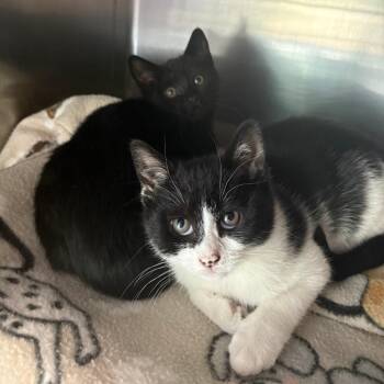 Domestic Short Hair Cats Available for Adoption in Brockton, Massachusetts - Elsa | PetCurious