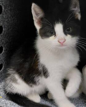 Kathy -  Domestic Medium Hair Cat for Adoption in Henderson, North Carolina - Kathy | PetCurious