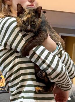 Domestic Short Hair Cats Available for Adoption in Augusta, Georgia - Fantasia | PetCurious