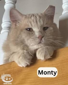 Rescue Domestic Medium Hair Cats for Adoption in Huntsville, Ontario - Monty! | PetCurious