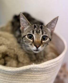 Cher -  Domestic Short Hair Cat for Adoption in Sonora, California - Cher | PetCurious