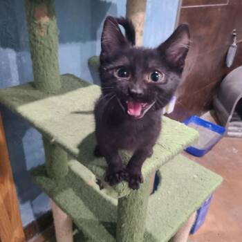 Meowzer -  Domestic Short Hair Cat for Adoption in Layton, Utah - Meowzer | PetCurious