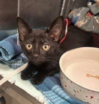 Roman Candle -  Domestic Short Hair Cat for Adoption in Irving, Texas - Roman Candle | PetCurious
