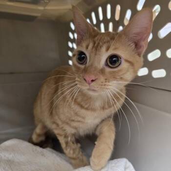 Cheeseball -  Domestic Short Hair Cat for Adoption in Charleston, South Carolina - Cheeseball | PetCurious