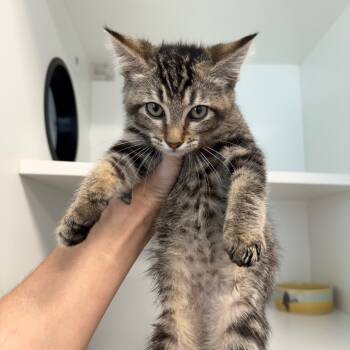 Rescue Domestic Short Hair Cats for Adoption in Port Richey, Florida - Megan Thee Stallion | PetCurious