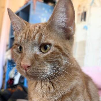 Domestic Short Hair Cats Available for Adoption - Fringefish | PetCurious