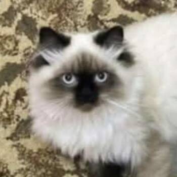 Himalayan Cats Available for Adoption in Woodbridge, Virginia - Gorgeous Gino - Himalayan Kitten | PetCurious