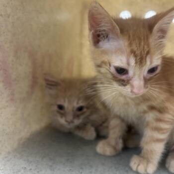 George -  Domestic Short Hair Cat for Adoption in Philadelphia, Pennsylvania - George | PetCurious