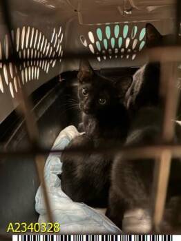 NOVA -  Domestic Short Hair Cat for Adoption in West Palm Beach, Florida - NOVA | PetCurious