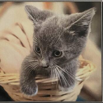 Cheerio -  Domestic Short Hair Cat Available for Adoption in Los Angeles, California - Cheerio | PetCurious