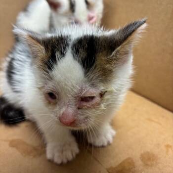 Rescue Domestic Short Hair Cats for Adoption in Vineland, New Jersey - Jack-O-Lantern | PetCurious