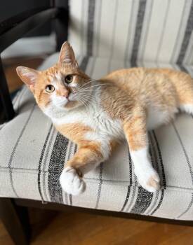 Domestic Short Hair Cats Available for Adoption in Hoyleton, Illinois - Erik | PetCurious