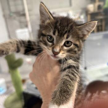 Randy -  Domestic Short Hair Cat for Adoption in Chicago, Illinois - Randy | PetCurious
