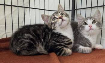 Domestic Short Hair Cats Available for Adoption in Novato, California - Bilbo | PetCurious