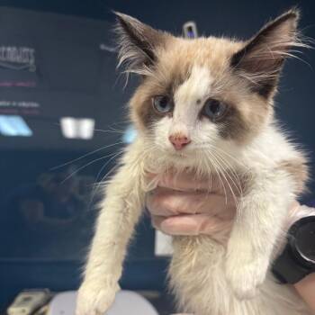 Rocket -  Ragdoll and Domestic Short Hair Cat for Adoption in Newark, New Jersey - Rocket | PetCurious