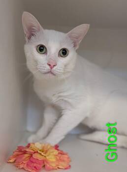 Ghost -  Domestic Short Hair Cat for Adoption in Flint, Michigan - Ghost | PetCurious