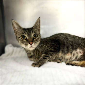 Rescue Domestic Short Hair Cats for Adoption in Austin, Texas - Mother Of Tigers | PetCurious