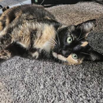 Maytag -  Domestic Short Hair and Calico Cat Available for Adoption in Larkfield-wikiup, California - Maytag | PetCurious