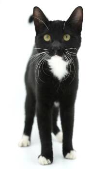 Gus Gus is about to be the LOVE OF YOUR LIFE - epic therapy kitt -  Tuxedo and Bombay Cat for Adoption in Bedford Hills, New York - Gus Gus Is About To Be The LOVE OF YOUR LIFE - Epic Therapy Kitt | PetCurious