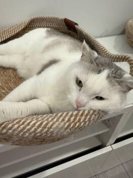 American Shorthair Cats Available for Adoption in Markham, Ontario - Moon And June | PetCurious