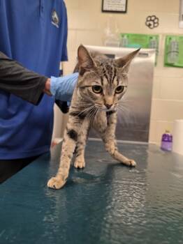 Domestic Short Hair Cats Available for Adoption in Mobile, Alabama - BUTTERCUP | PetCurious