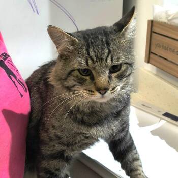 JoJo -  Domestic Long Hair and Domestic Short Hair Cat for Adoption in Bullhead City, Arizona - JoJo | PetCurious