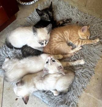 Siamese and Domestic Short Hair Cats Available for Adoption in San Jose, California - Tahini | PetCurious