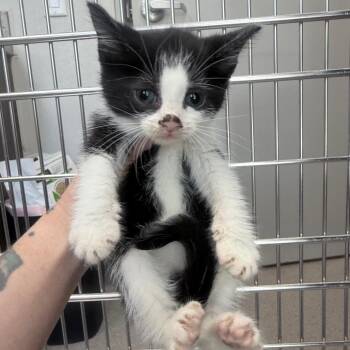 Nickel -  Domestic Short Hair Cat for Adoption in Jupiter, Florida - Nickel | PetCurious