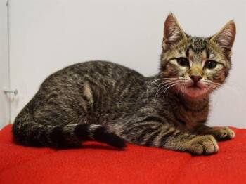 PRINCESS -  Domestic Short Hair Cat Available for Adoption in Sacramento, California - PRINCESS | PetCurious
