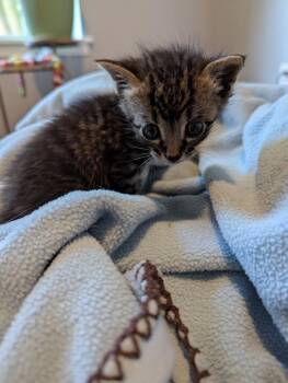 Big Mike -  Domestic Short Hair Cat for Adoption in Hartsville, South Carolina - Big Mike | PetCurious