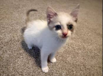 Rescue Domestic Short Hair Cats for Adoption in Centerville, Georgia - Munchkin | PetCurious